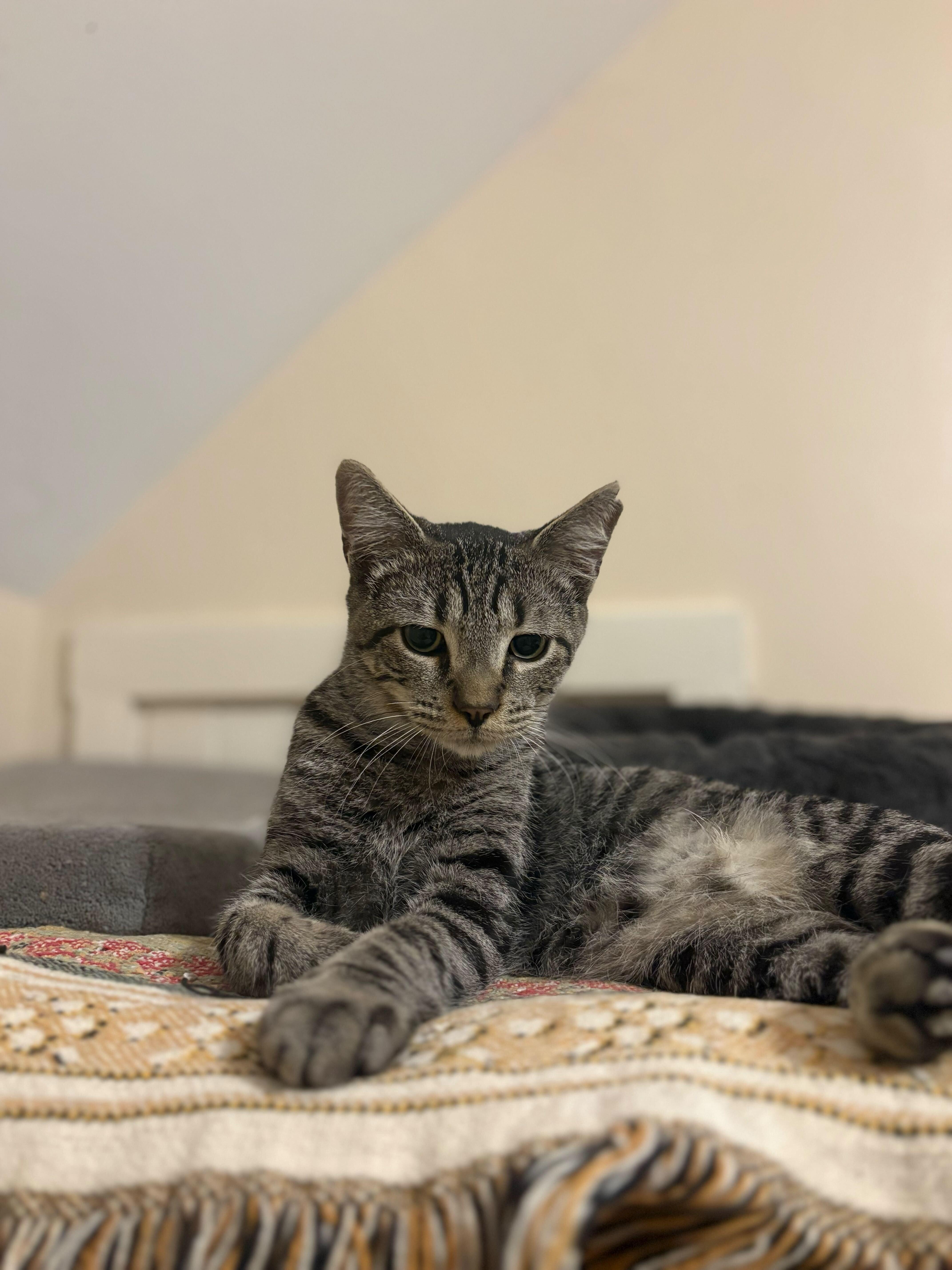 Enlarge Timmy, a ADOPTABLE mixed breed in New Bedford, MA image 2/2