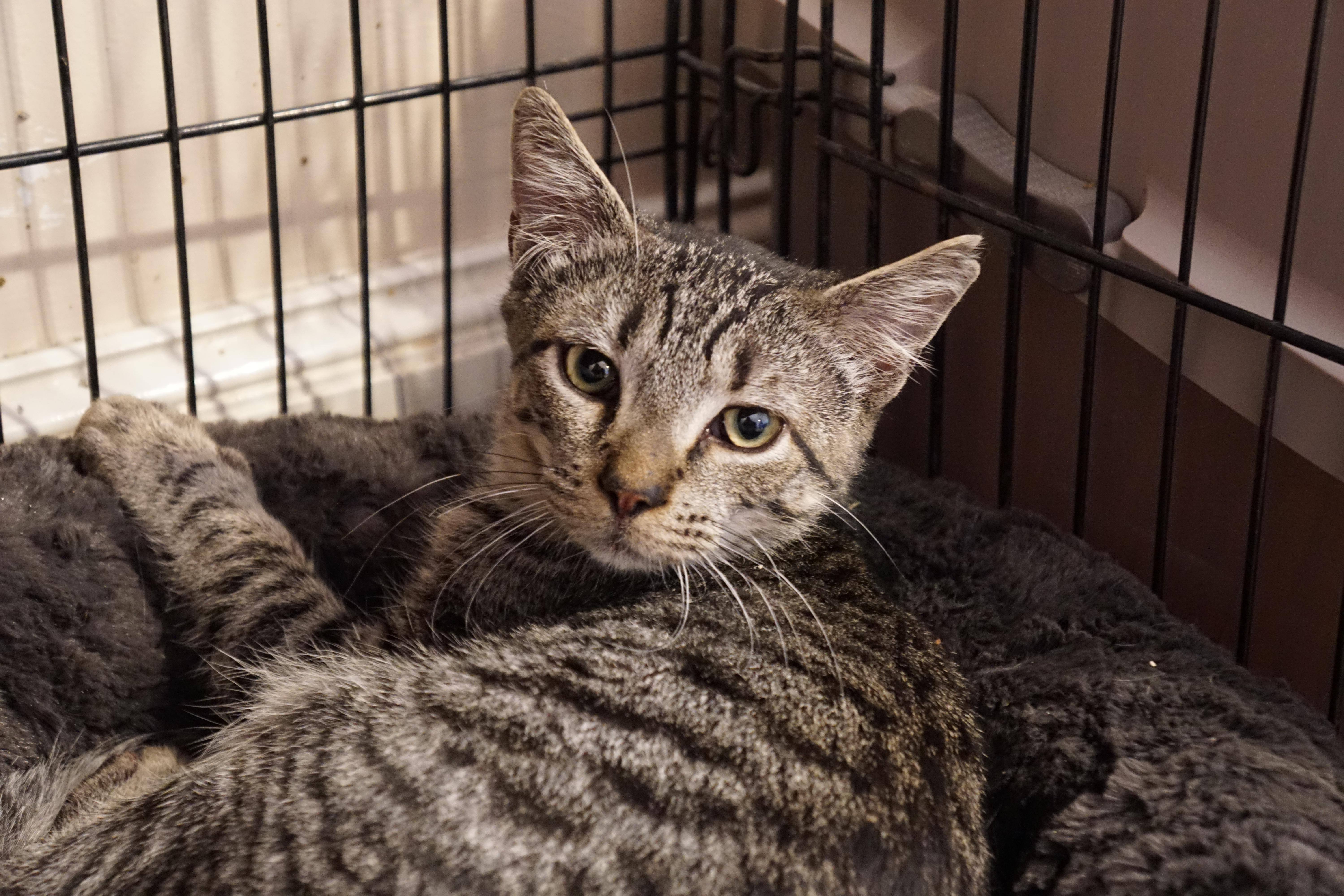 Timmy, ADOPTABLE, Young Male Domestic Short Hair.