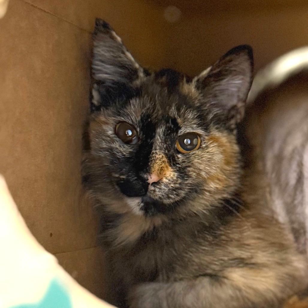 Calypso, a Adoptable Domestic Medium Hair in Sarasota, FL image 1/2