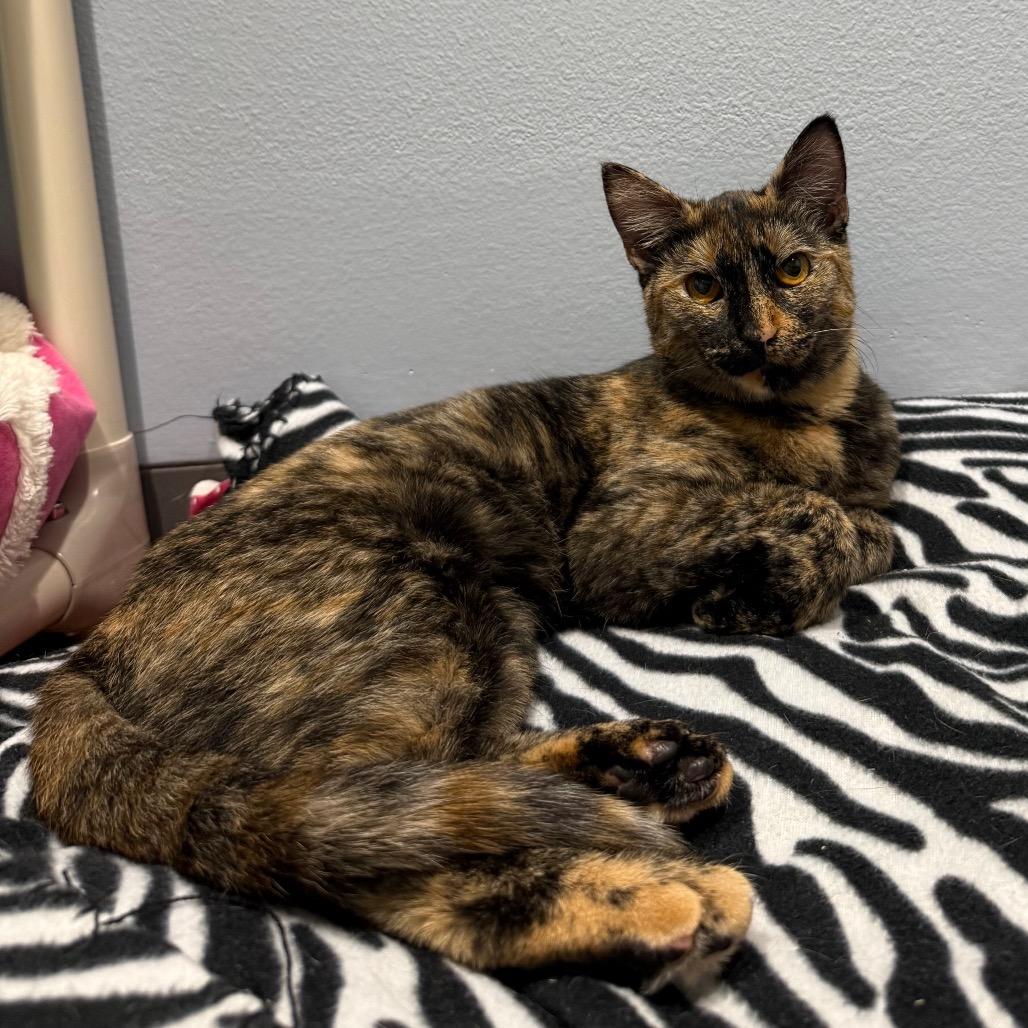 Calypso, Adoptable, Young Female Domestic Medium Hair.