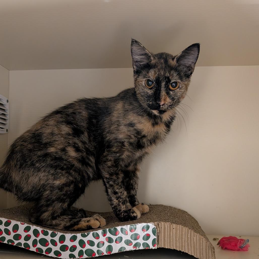 Enlarge Calypso, a Adoptable Domestic Medium Hair in Sarasota, FL image 2/6
