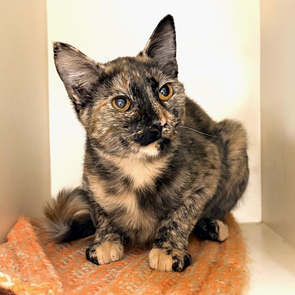 Enlarge Calypso, a Adoptable Domestic Medium Hair in Sarasota, FL image 3/6