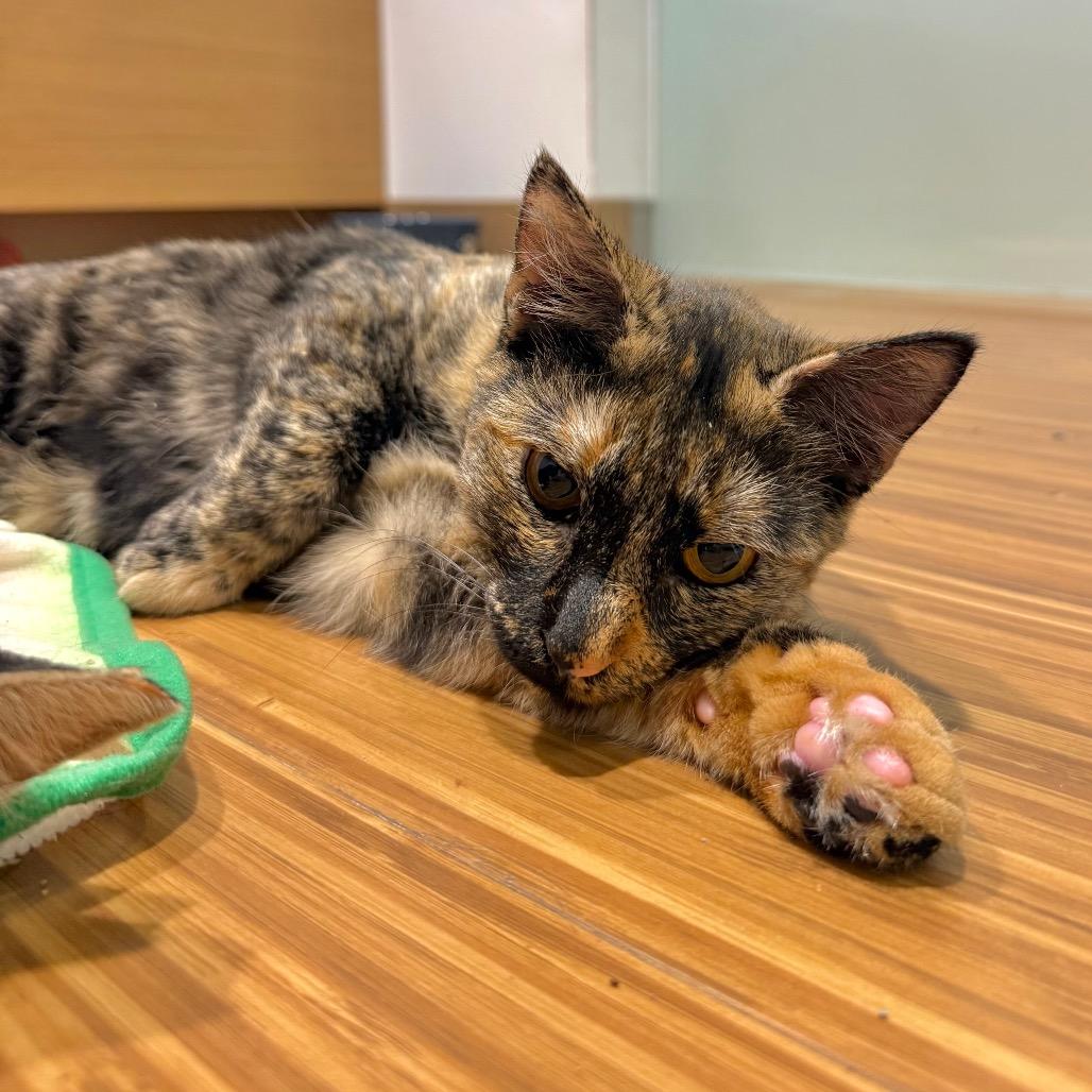 Calypso, a Adoptable Domestic Medium Hair in Sarasota, FL image 2/6