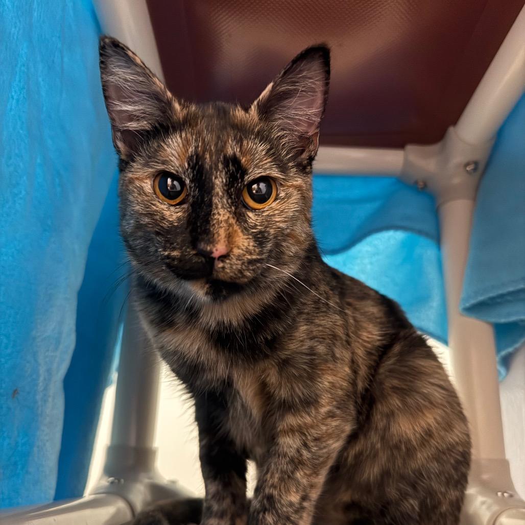 Enlarge Calypso, a Adoptable Domestic Medium Hair in Sarasota, FL image 4/6