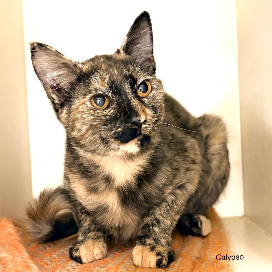 Enlarge Calypso, a Adoptable Domestic Medium Hair in Sarasota, FL image 5/6