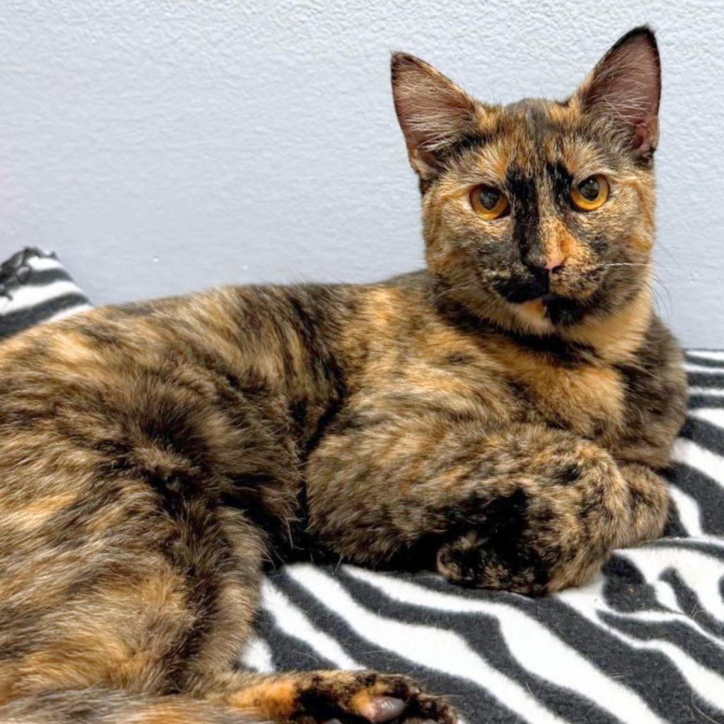 Calypso, a Adoptable Domestic Medium Hair in Sarasota, FL image 3/6