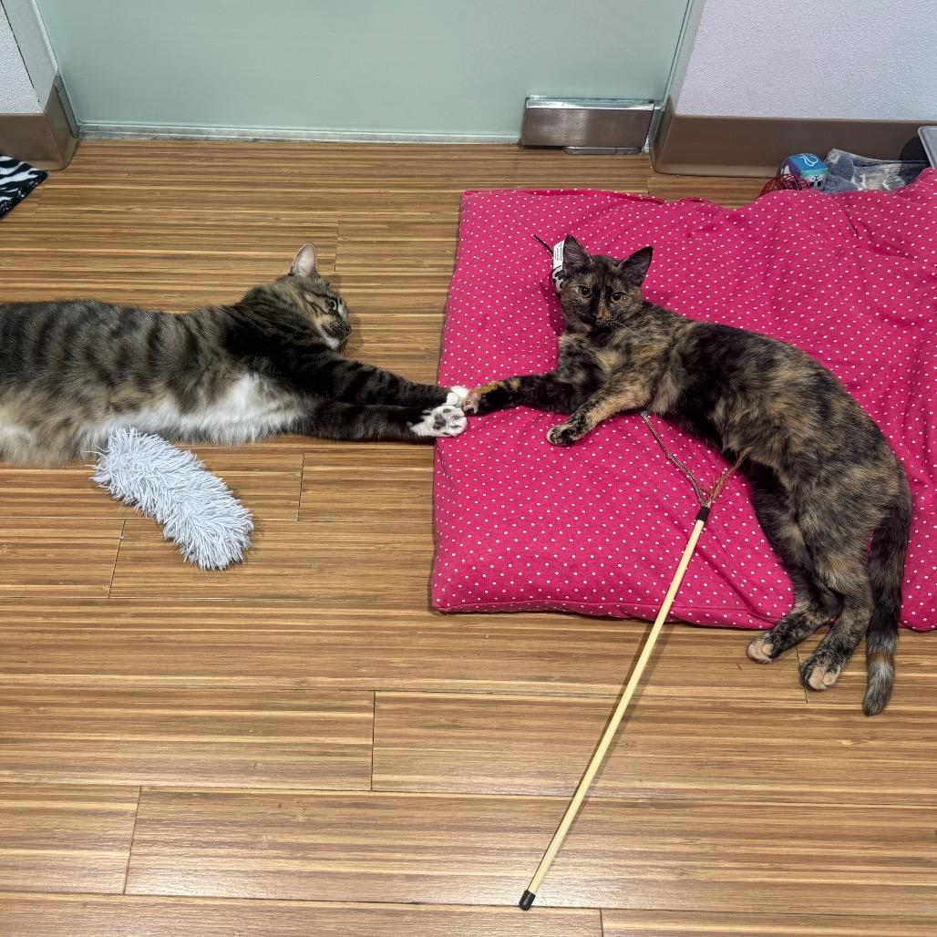 Calypso, a Adoptable Domestic Medium Hair in Sarasota, FL image 4/6