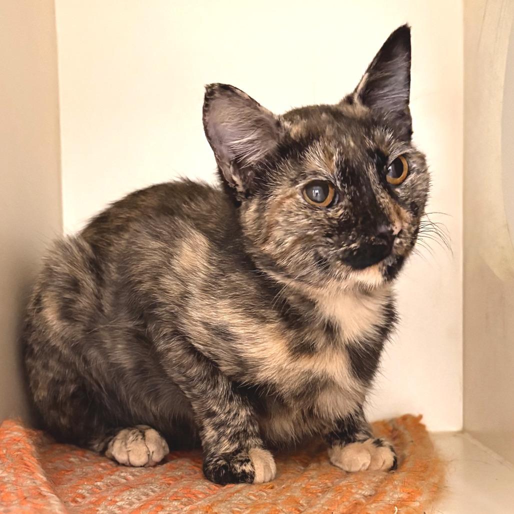 Enlarge Calypso, a Adoptable Domestic Medium Hair in Sarasota, FL image 6/6