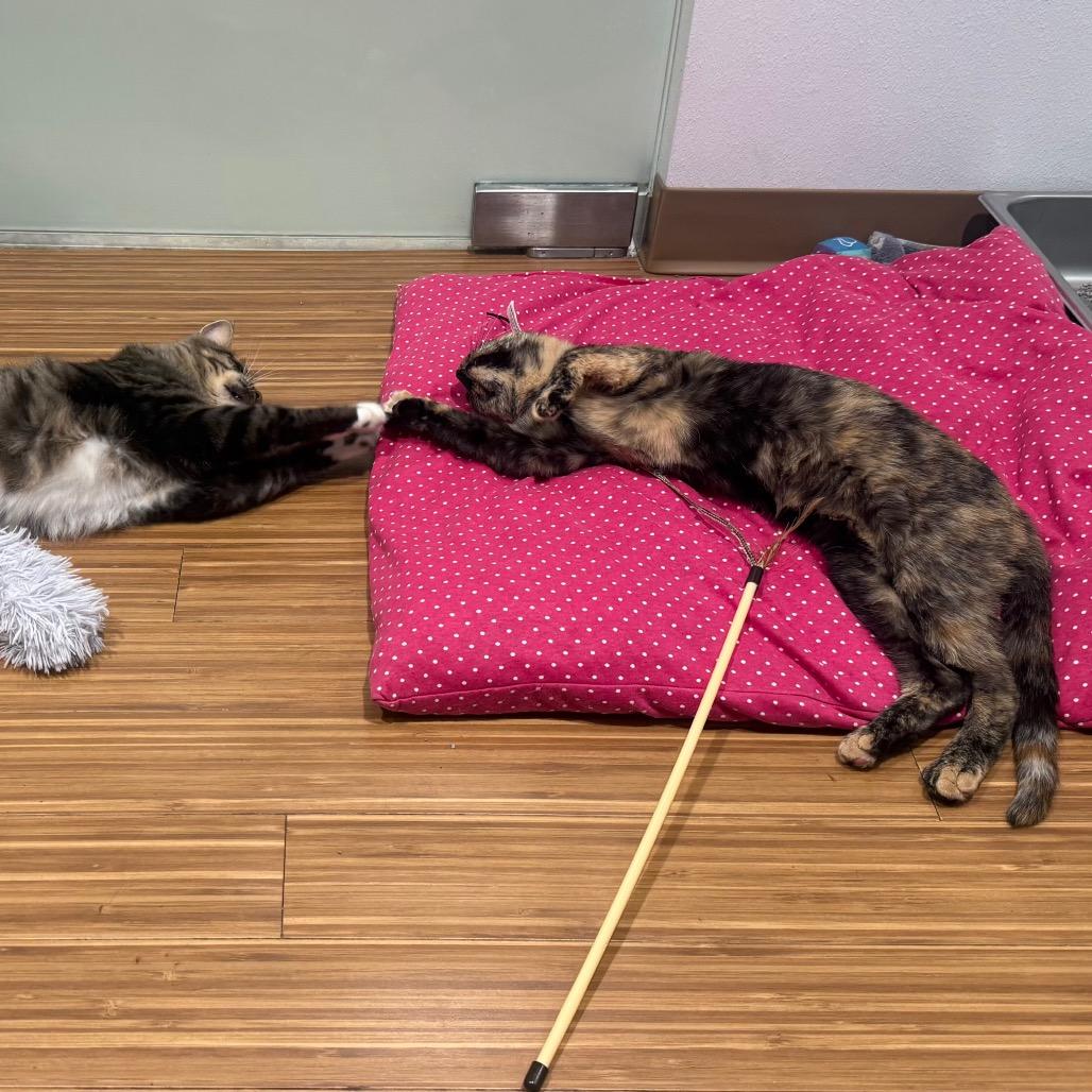 Calypso, a Adoptable Domestic Medium Hair in Sarasota, FL image 5/6