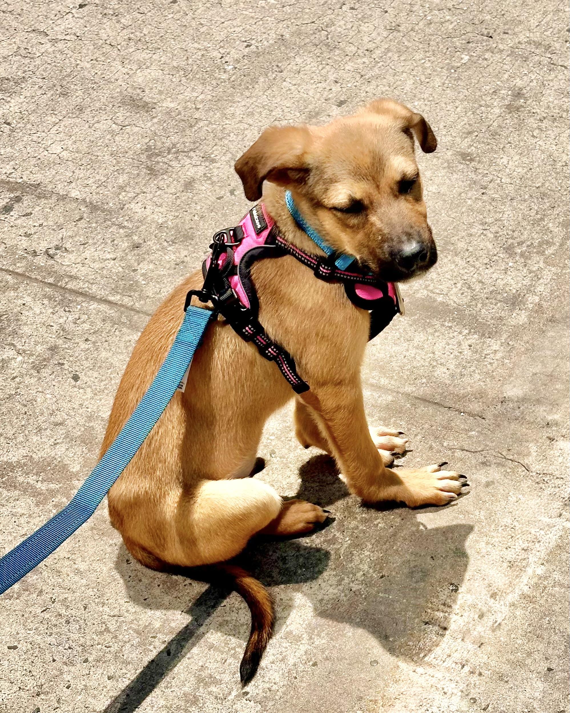 Endless Horizon, an adopted mixed breed in Poughkeepsie, NY image 5/6