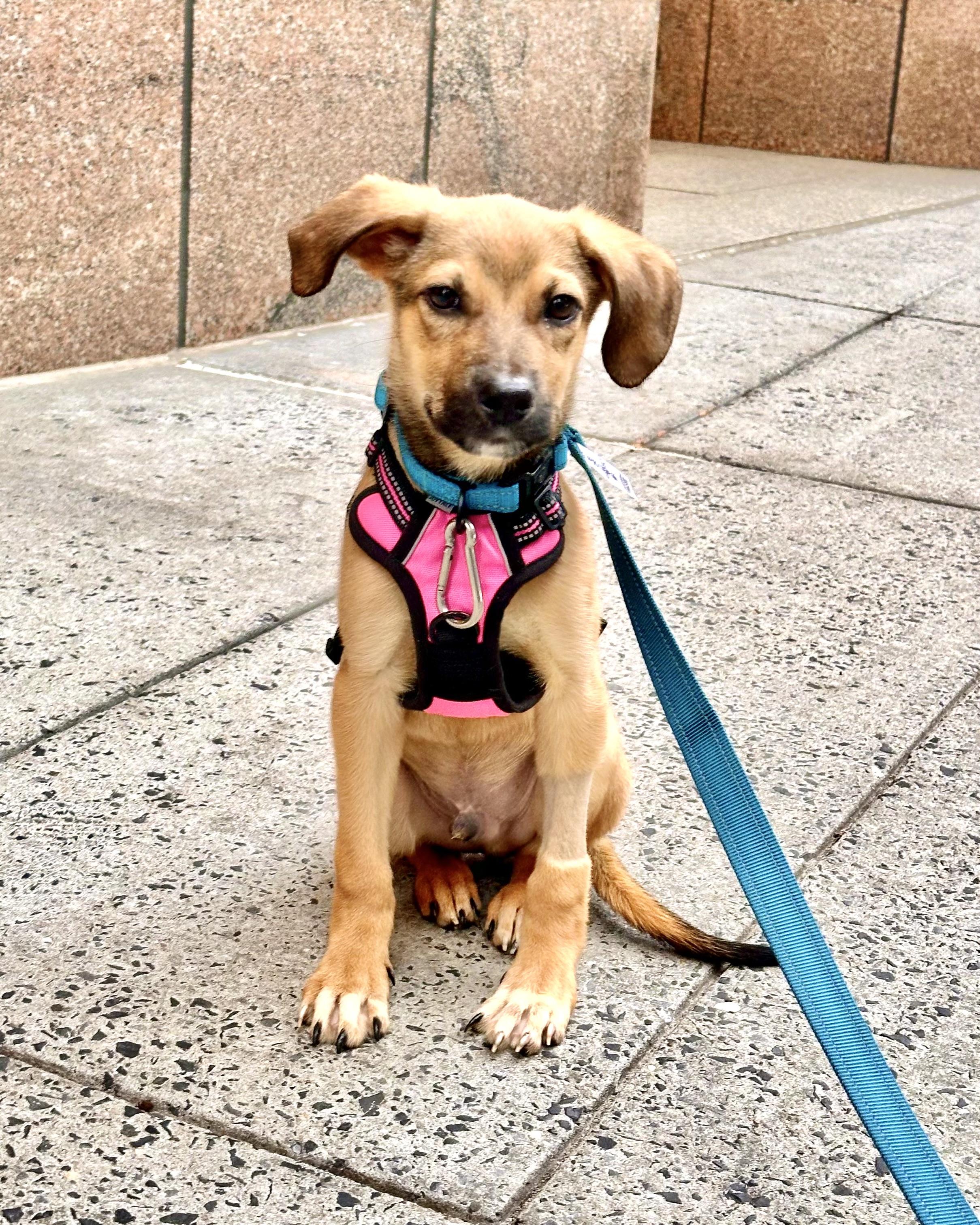 Endless Horizon, an adopted mixed breed in Poughkeepsie, NY image 4/6