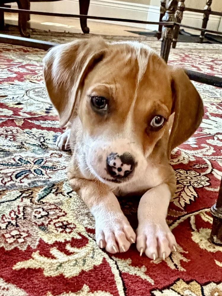 Enlarge Rice, a Adoptable mixed breed in Greenlawn, NY image 2/6