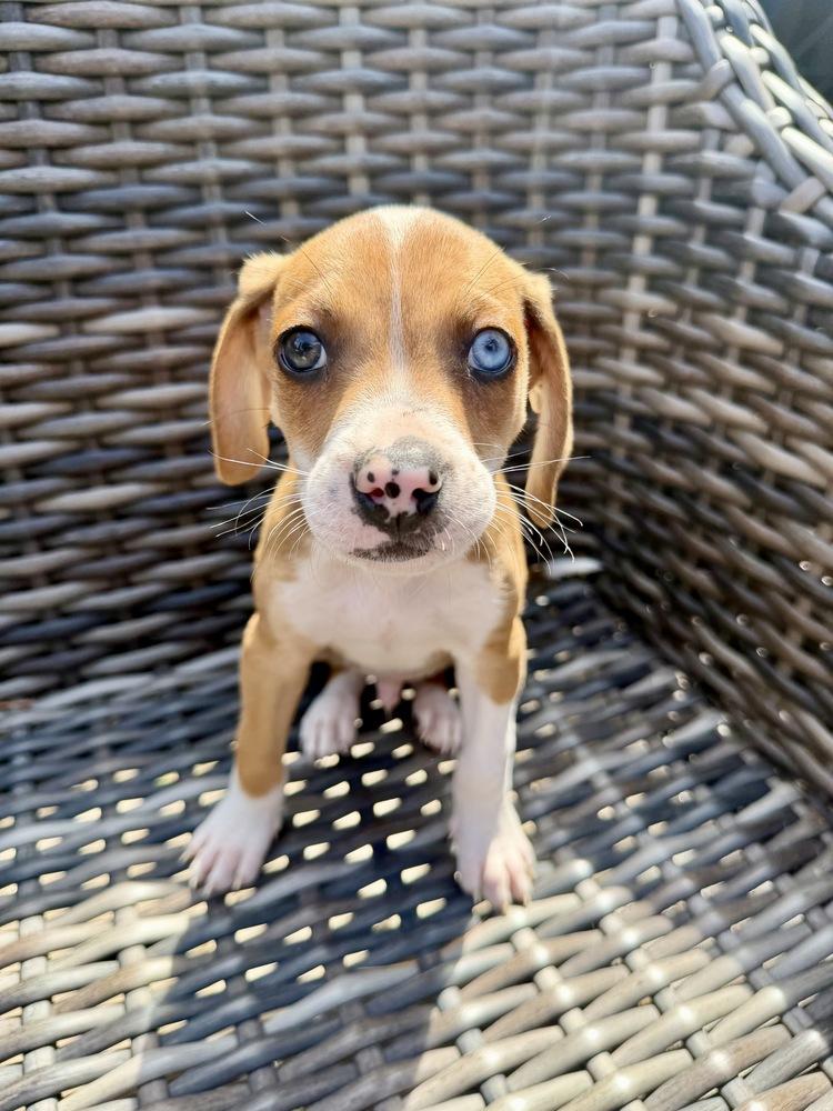 Enlarge Rice, a Adoptable mixed breed in Greenlawn, NY image 3/6