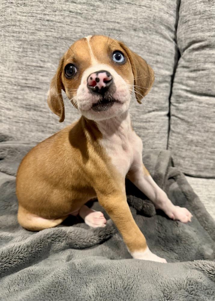 Enlarge Rice, a Adoptable mixed breed in Greenlawn, NY image 4/6