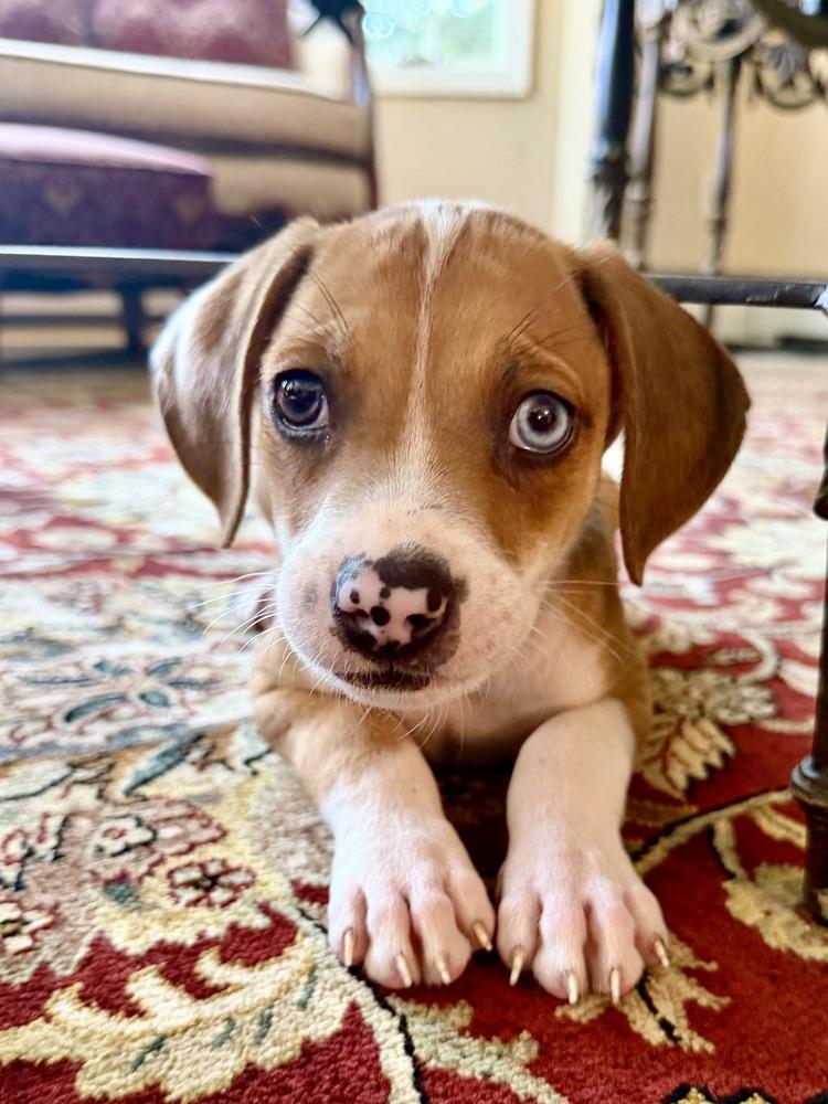 Enlarge Rice, a Adoptable mixed breed in Greenlawn, NY image 5/6