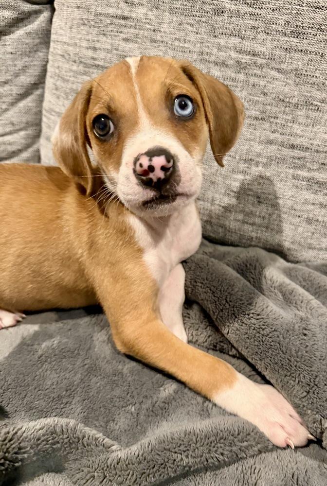 Enlarge Rice, a Adoptable mixed breed in Greenlawn, NY image 6/6