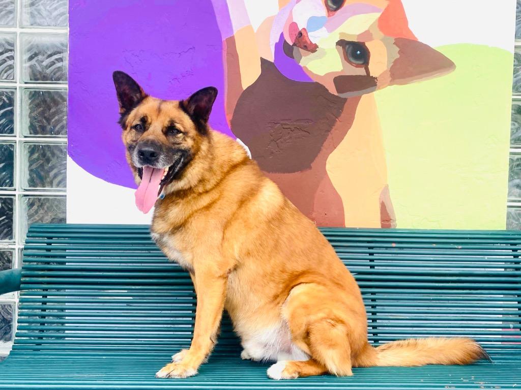 Sampson, Adoptable, Senior Male German Shepherd Dog.