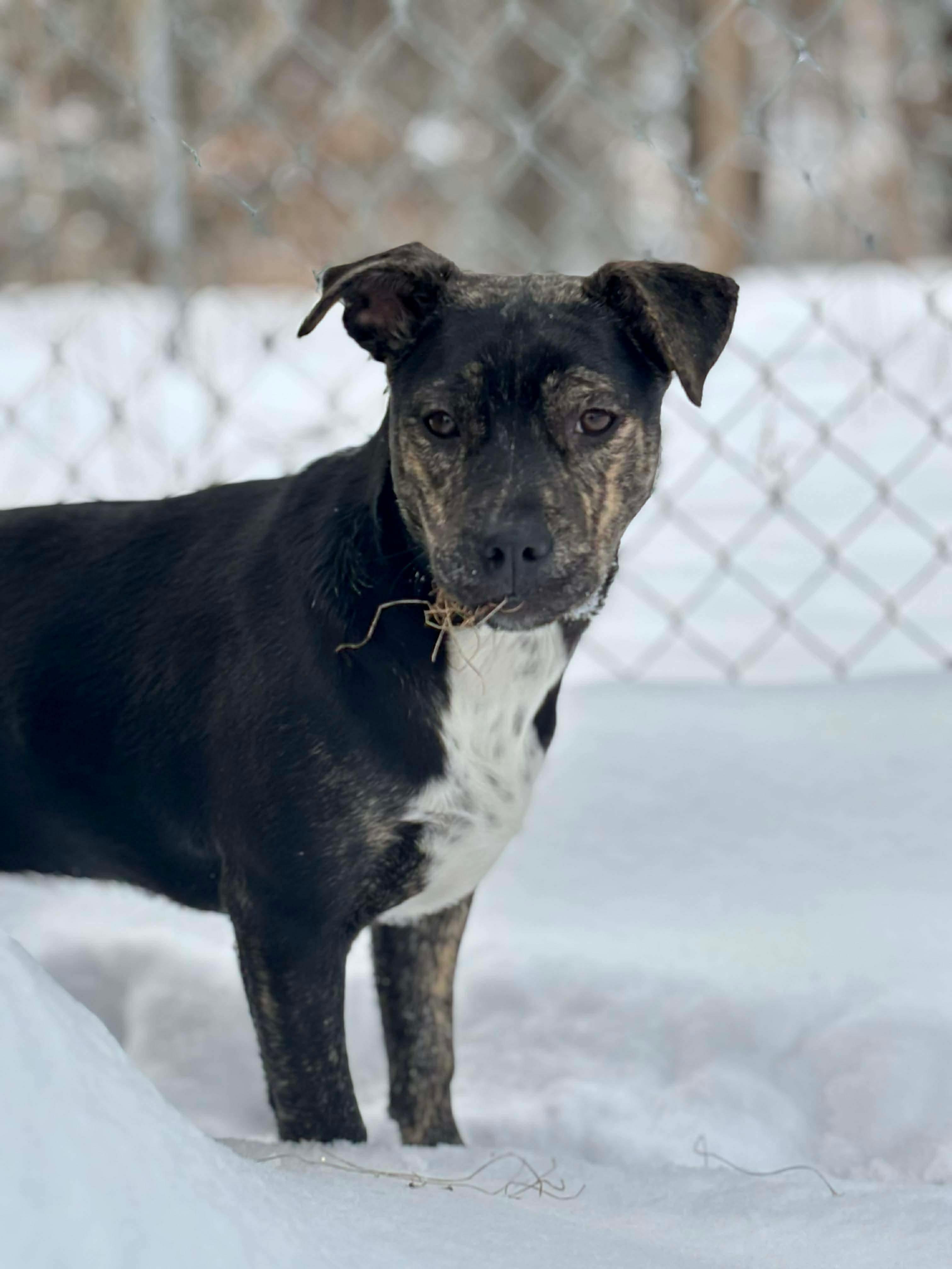 Skittles, Adoptable, Puppy Female Black Mouth Cur & Bulldog.