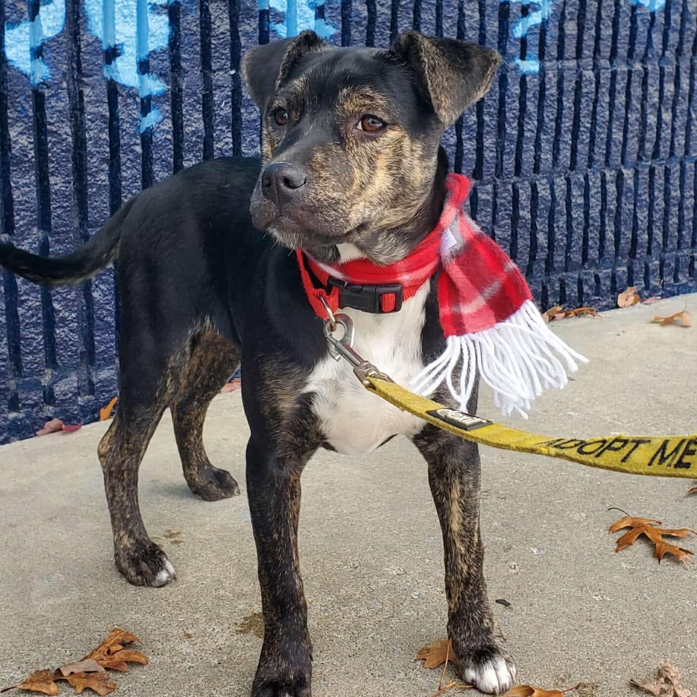 Skittles, Adoptable, Puppy Female Black Mouth Cur & Bulldog.