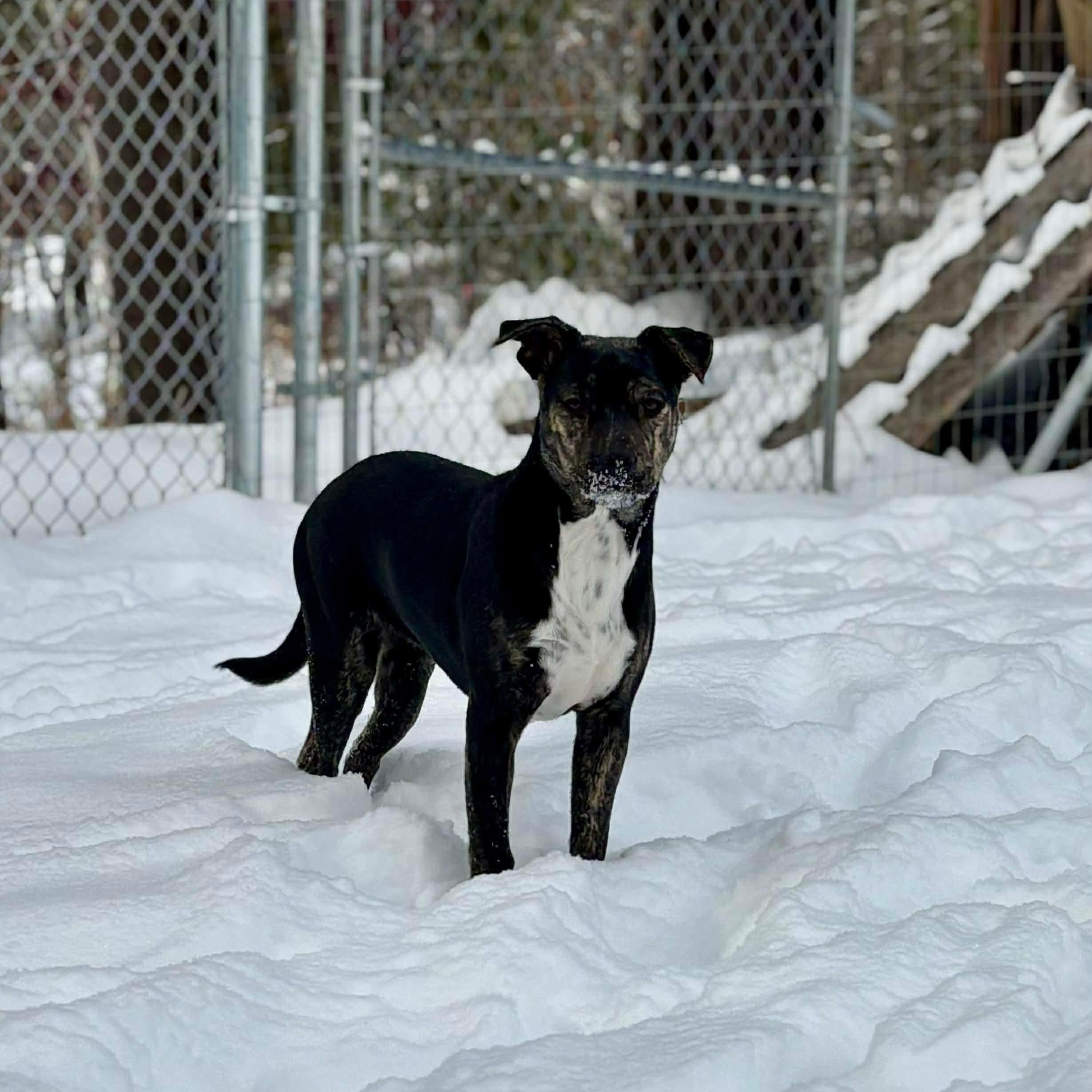 Skittles, Adoptable, Puppy Female Black Mouth Cur & Bulldog.