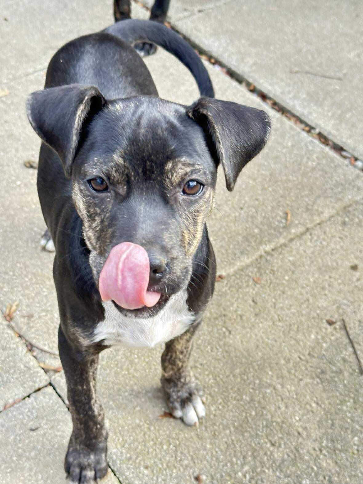 Skittles, a Adoptable mixed breed in Argyle, NY image 5/6