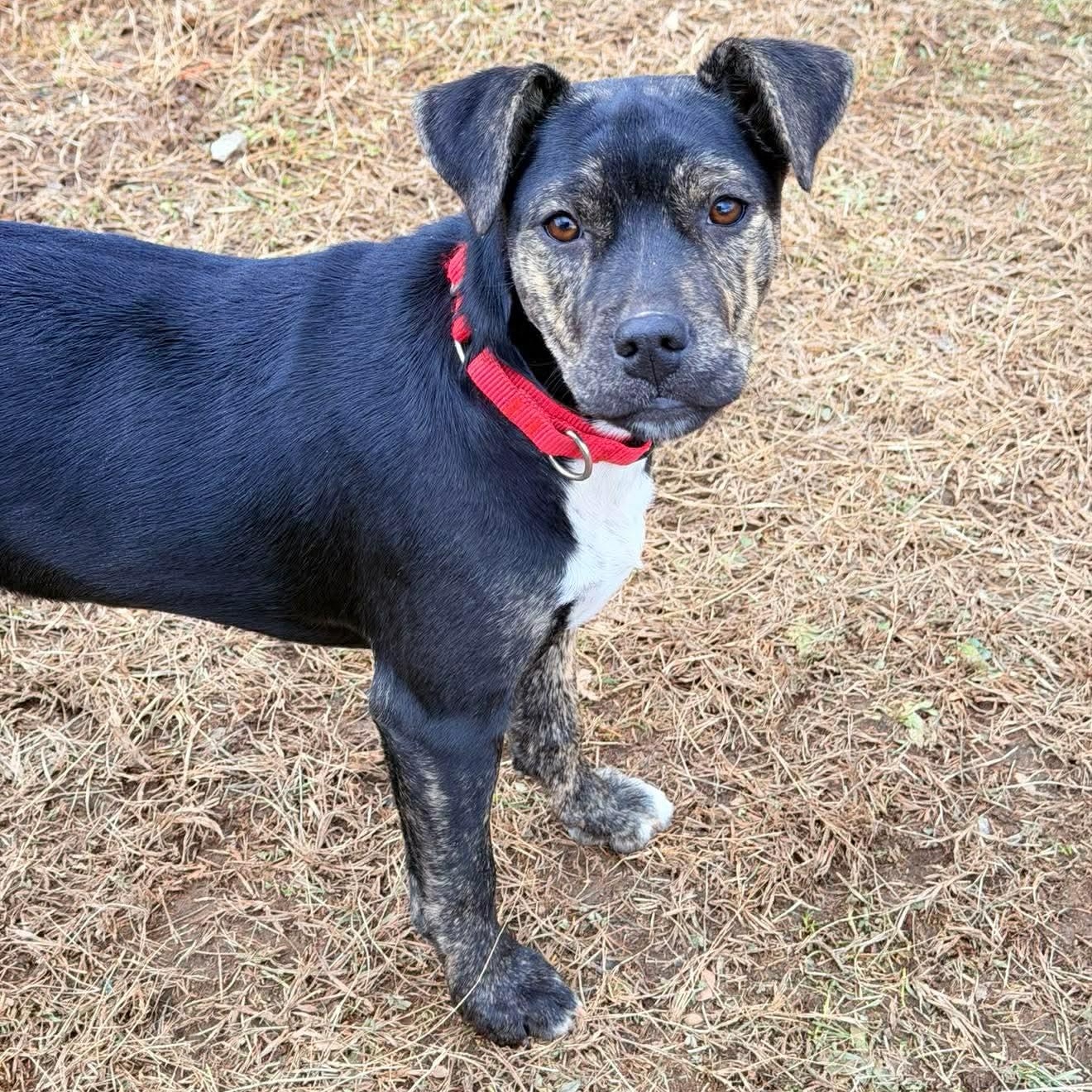 Skittles, a Adoptable mixed breed in Argyle, NY image 2/6