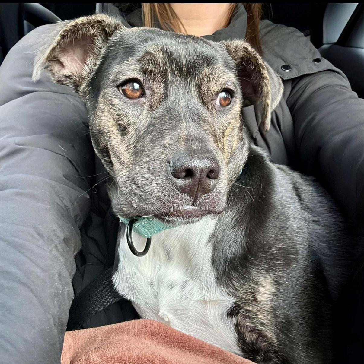 Enlarge Skittles, an adopted mixed breed in Argyle, NY image 1/6