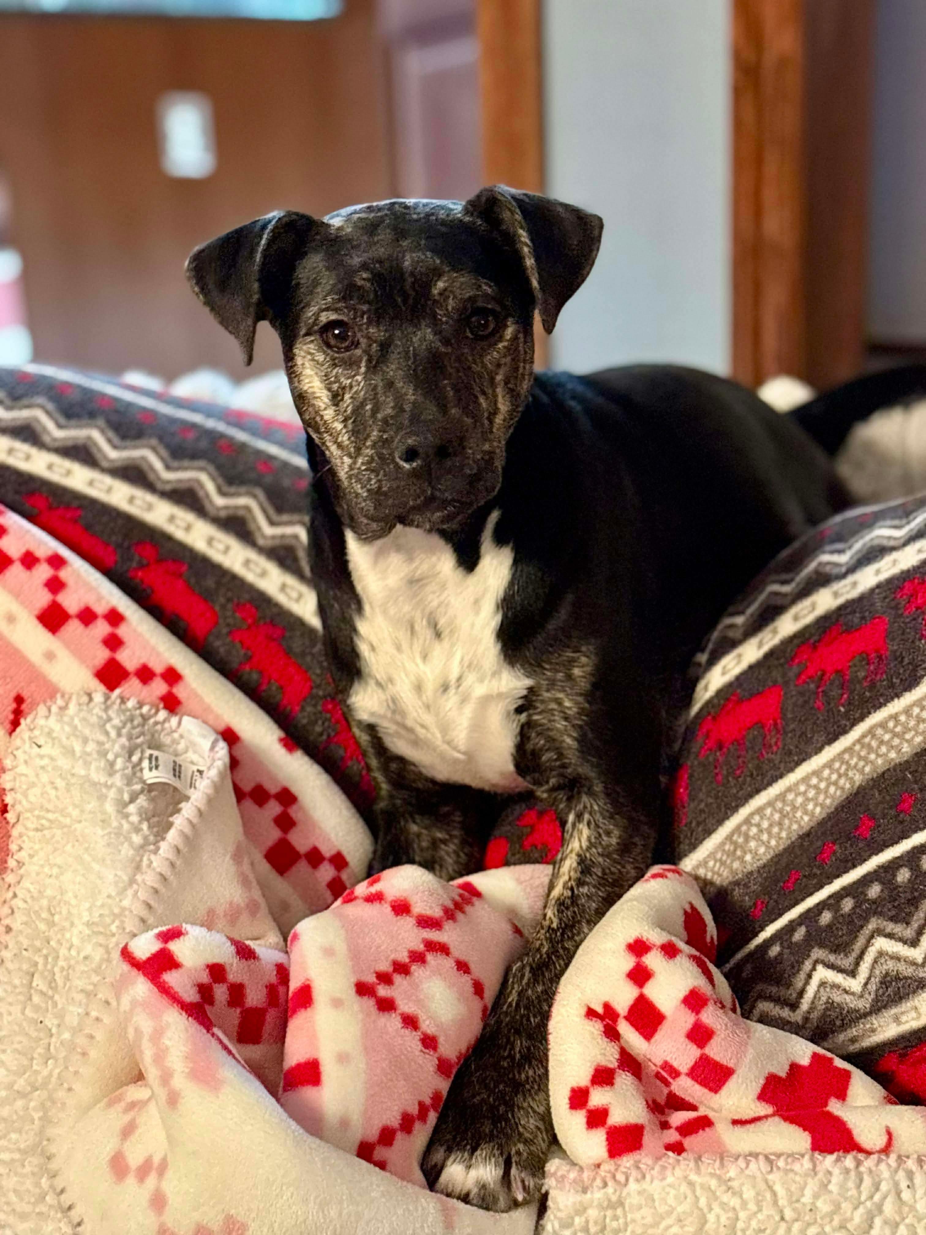 Skittles, Adoptable, Puppy Female Black Mouth Cur & Bulldog.