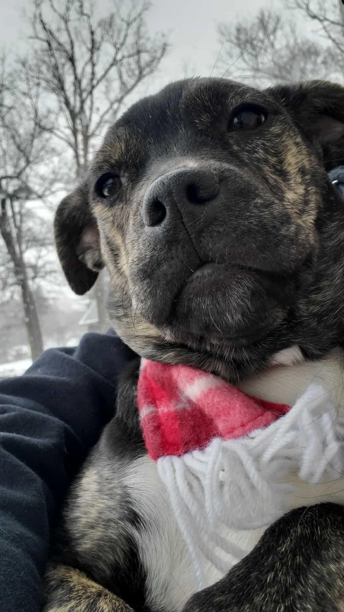 Skittles, a Adoptable mixed breed in Argyle, NY image 3/6