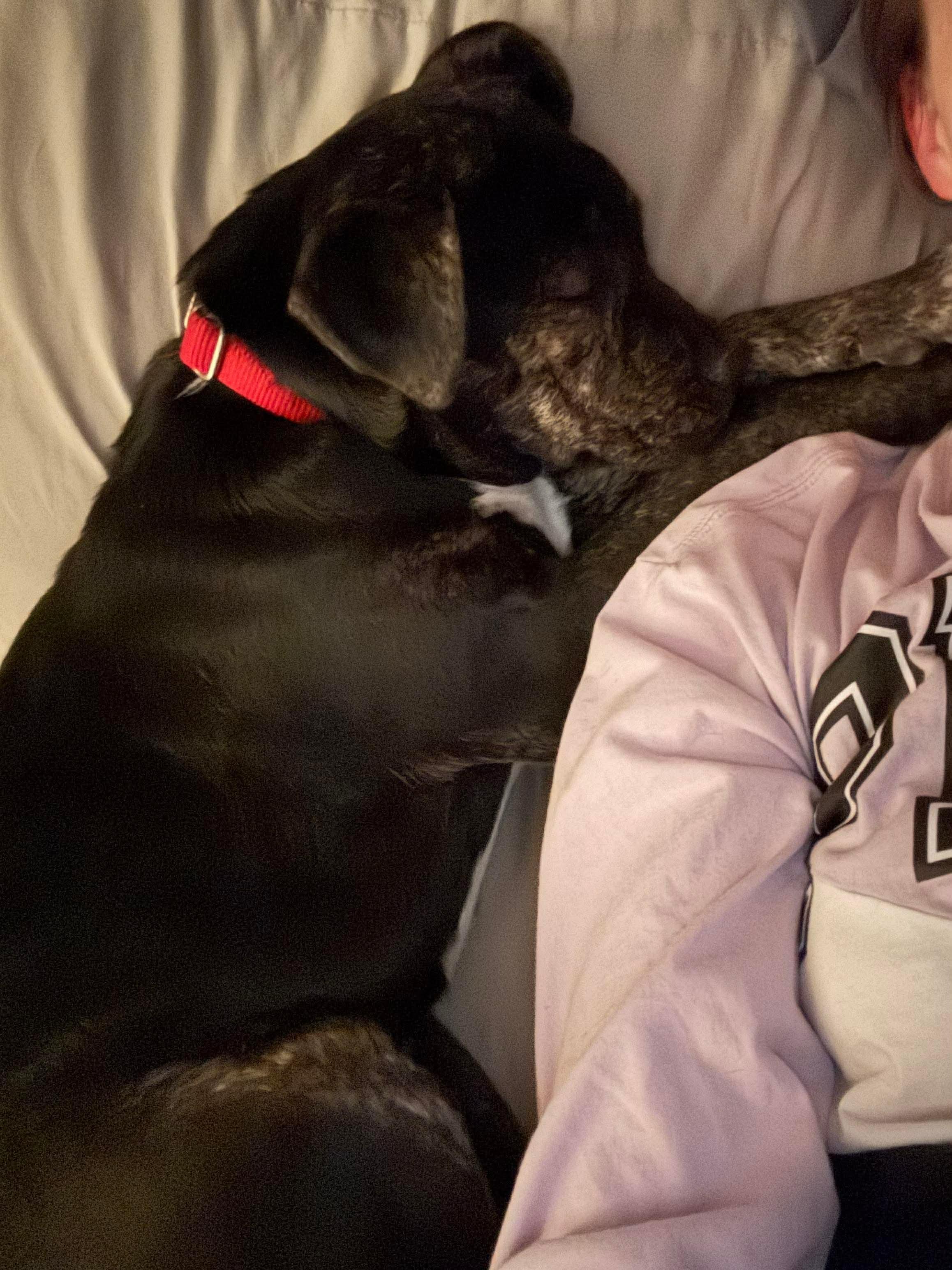 Enlarge Skittles, a Adoptable mixed breed in Argyle, NY image 4/6