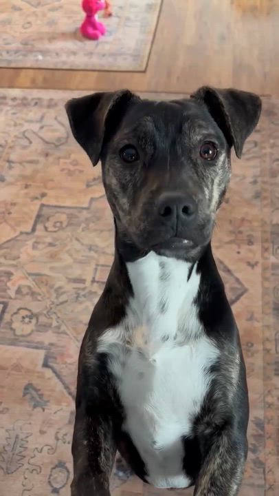 Enlarge Skittles, an adopted mixed breed in Argyle, NY video 6/6
