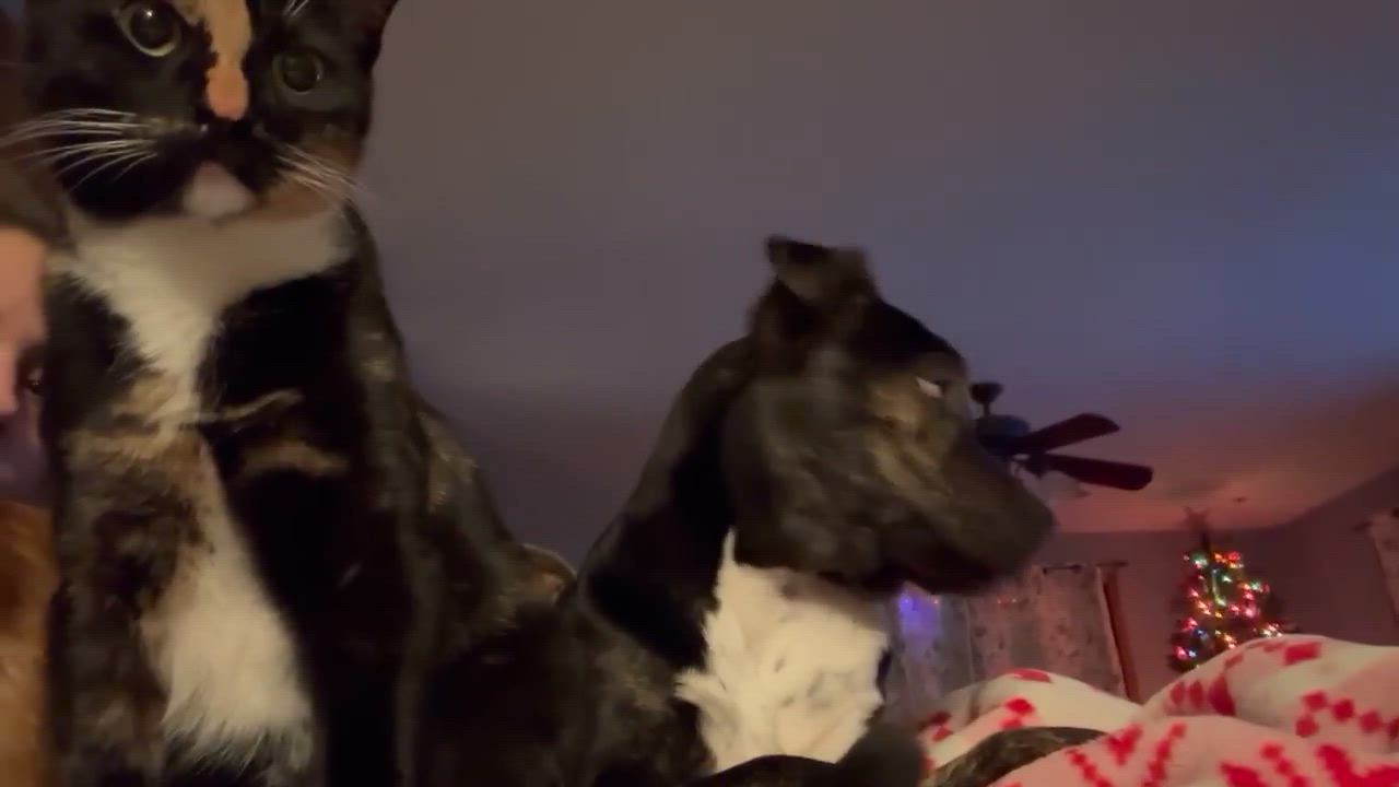 Enlarge Skittles, a Adoptable mixed breed in Argyle, NY video 6/6