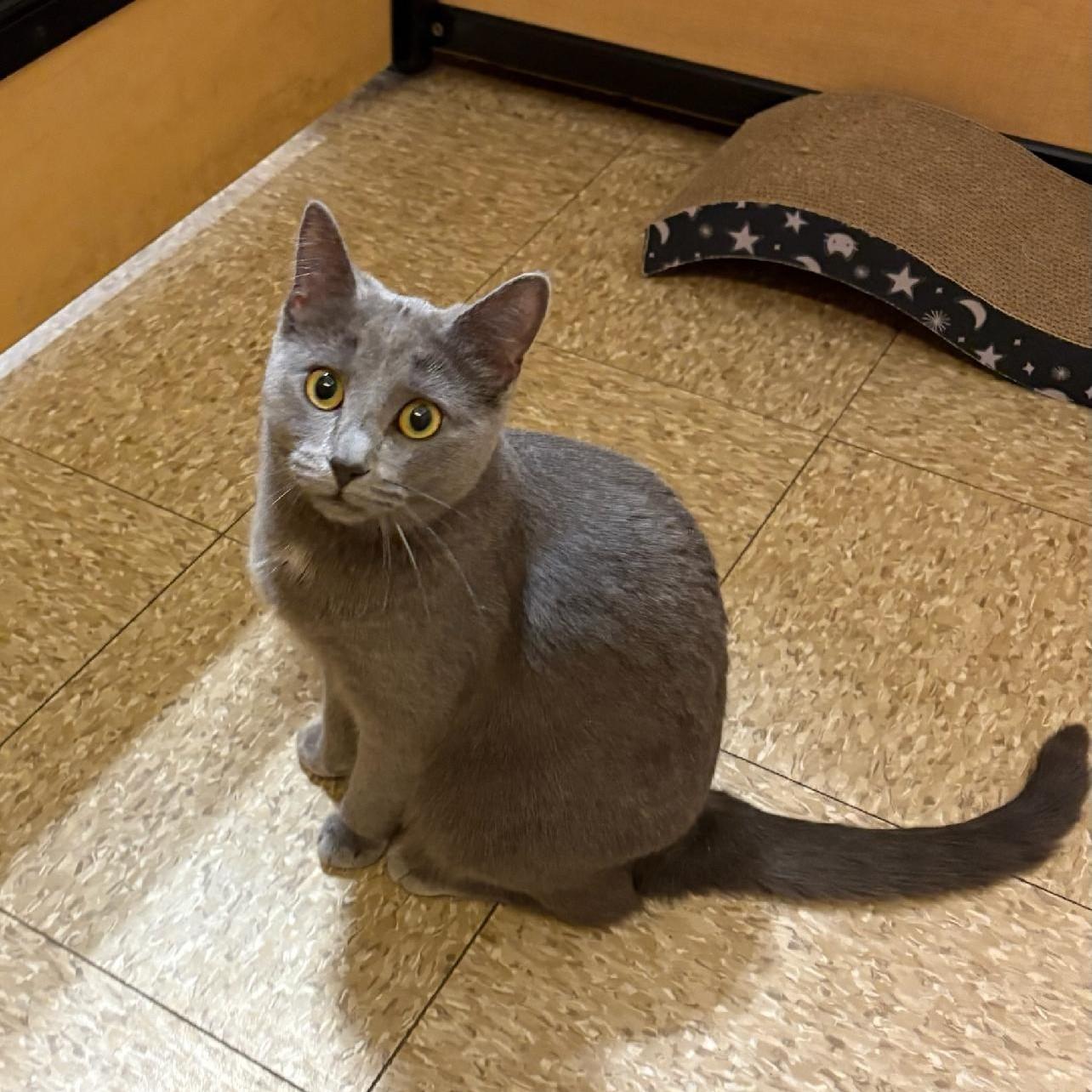Enlarge Little Sheba's True Fairytale, an adopted Domestic Short Hair in Syracuse, NY image 4/4
