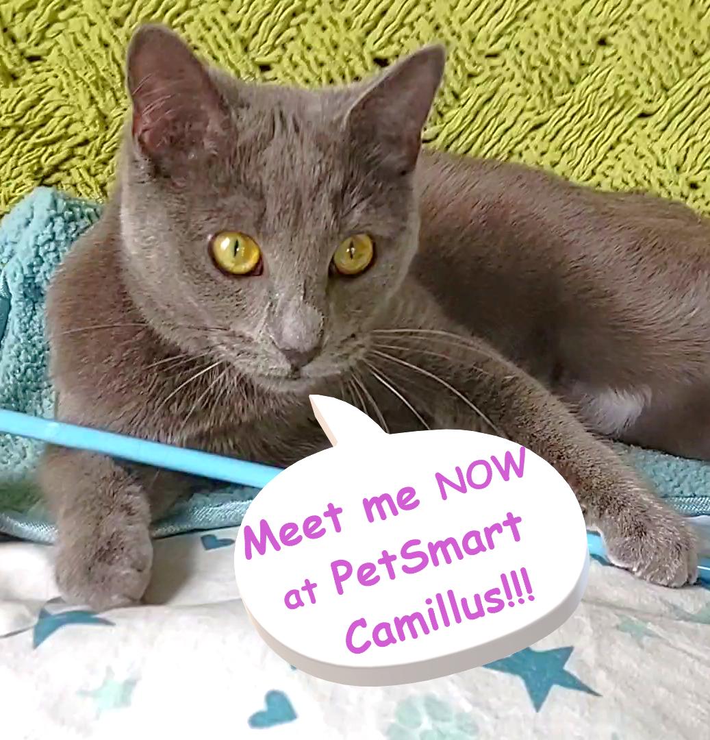 Enlarge Little Sheba's True Fairytale, an adopted Domestic Short Hair in Syracuse, NY image 1/4