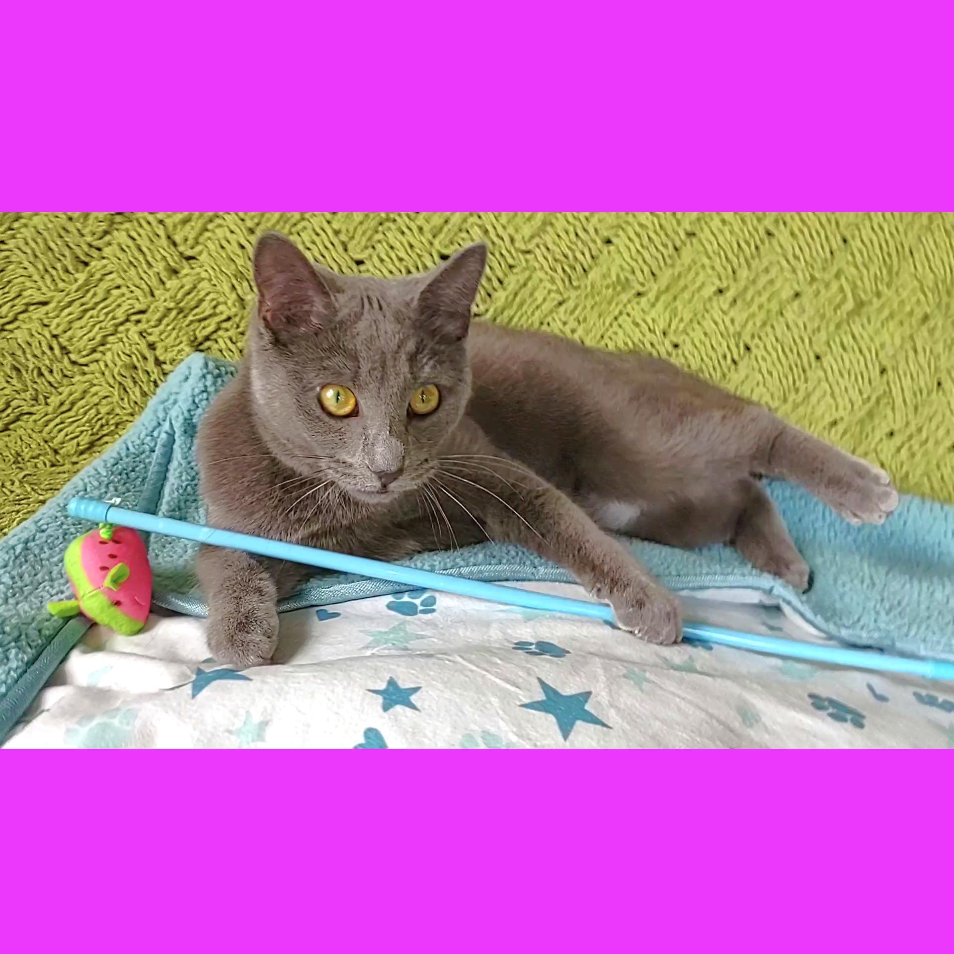 Enlarge Little Sheba's True Fairytale, an adopted Domestic Short Hair in Syracuse, NY image 2/4