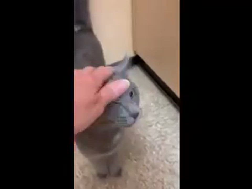 Enlarge Little Sheba's True Fairytale, an adopted Domestic Short Hair in Syracuse, NY video 3/4