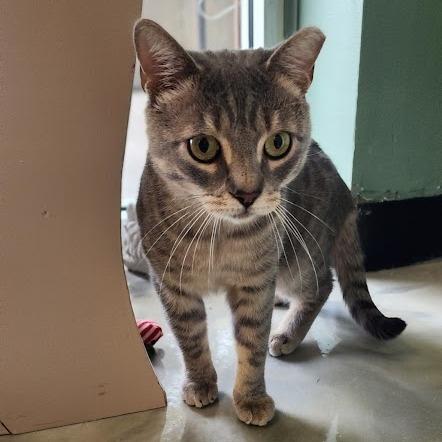 Wilson, Adoptable, Adult Male Domestic Short Hair.