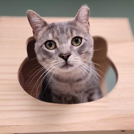Enlarge Wilson, a Adoptable Domestic Short Hair in Kennett Square, PA image 2/2