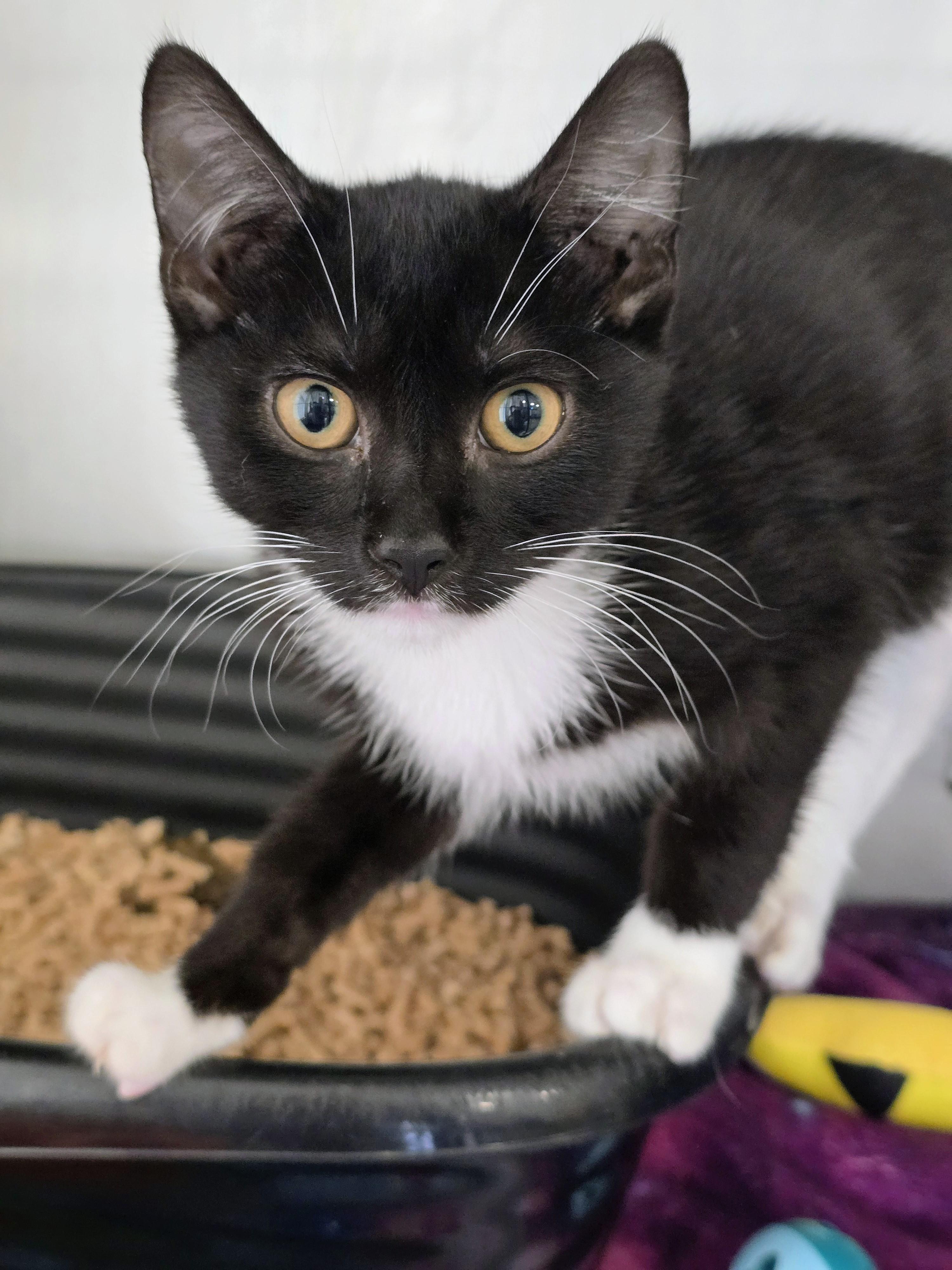 6-307 Fox, adopted, Kitten Male Domestic Short Hair.