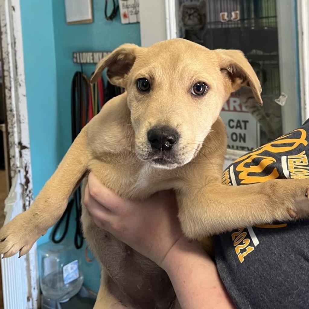 Charm, Adoptable, Adult Female Cattle Dog & Mixed Breed.