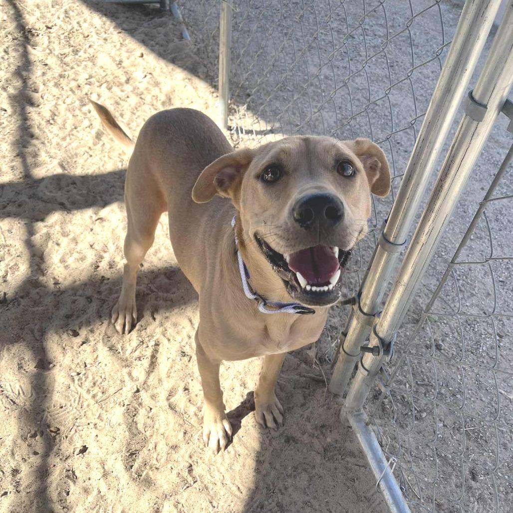 Enlarge Charm, a Adoptable mixed breed in Stephenville, TX image 2/3