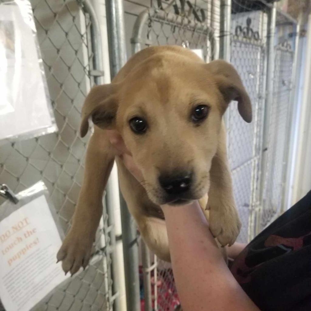 Enlarge Charm, a Adoptable mixed breed in Stephenville, TX image 3/3