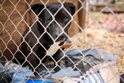 Enlarge 26-65 Tank, a Adoptable mixed breed in Barnesville, GA image 1/1