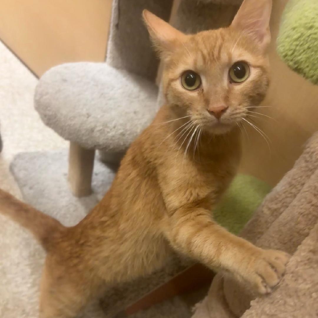 Copper, adopted, Young Male Domestic Short Hair.