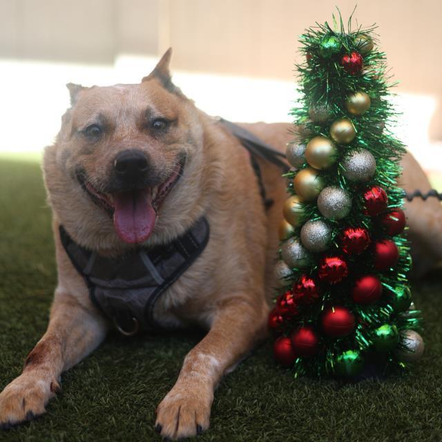 CAL, Adoptable, Adult Male Australian Cattle Dog / Blue Heeler.