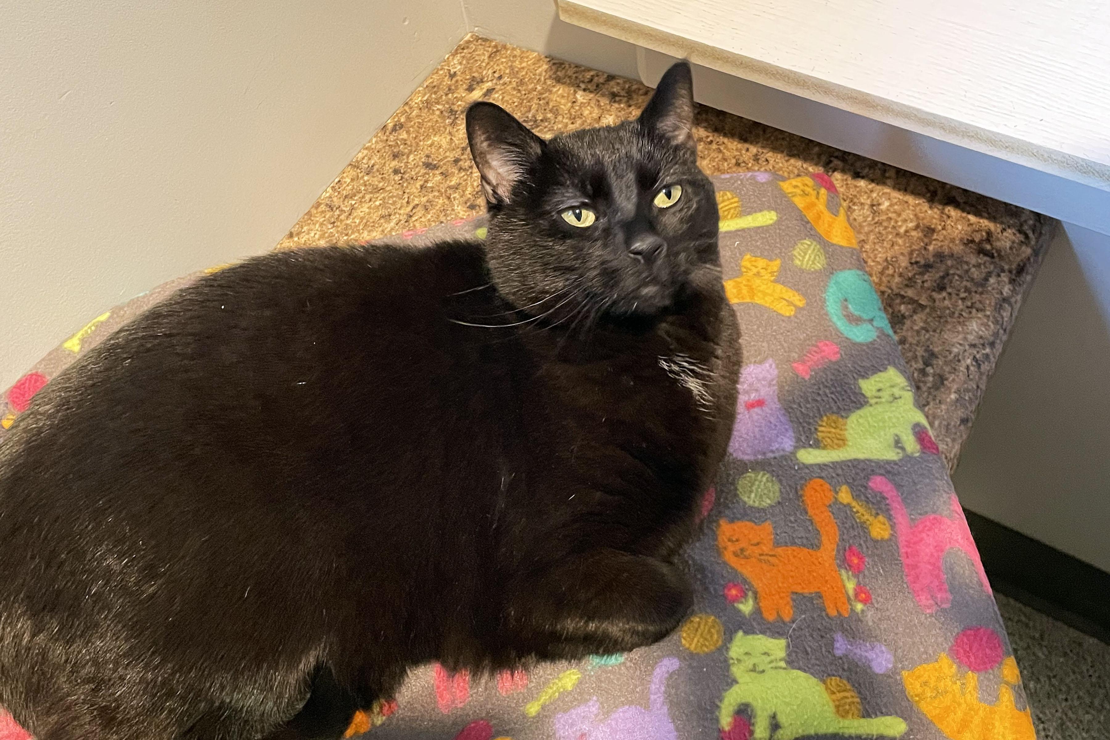 Murphy, ADOPTABLE, Adult Female Domestic Short Hair.