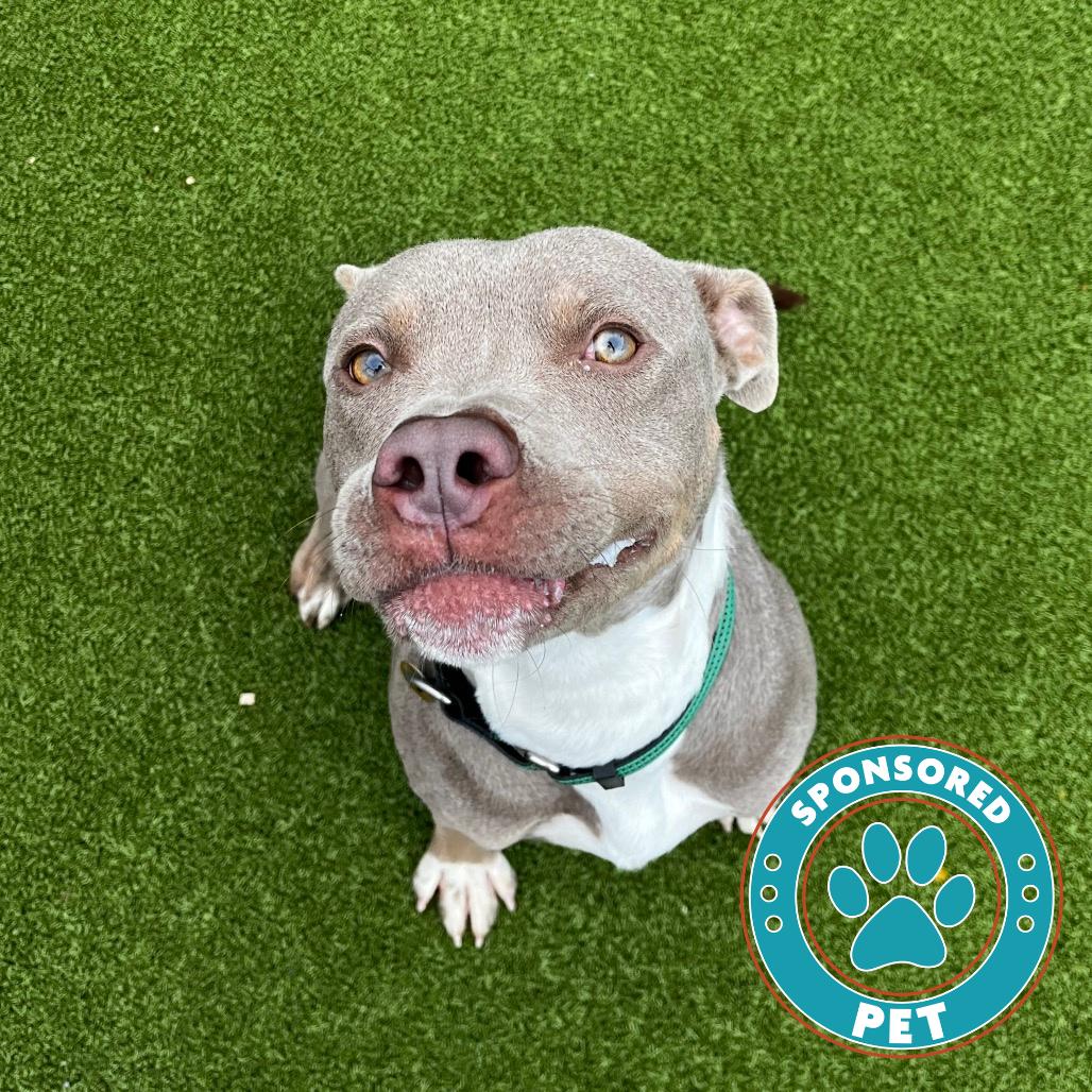 Enlarge Krieg, a Adoptable English Bulldog in Lakeland, FL image 1/2