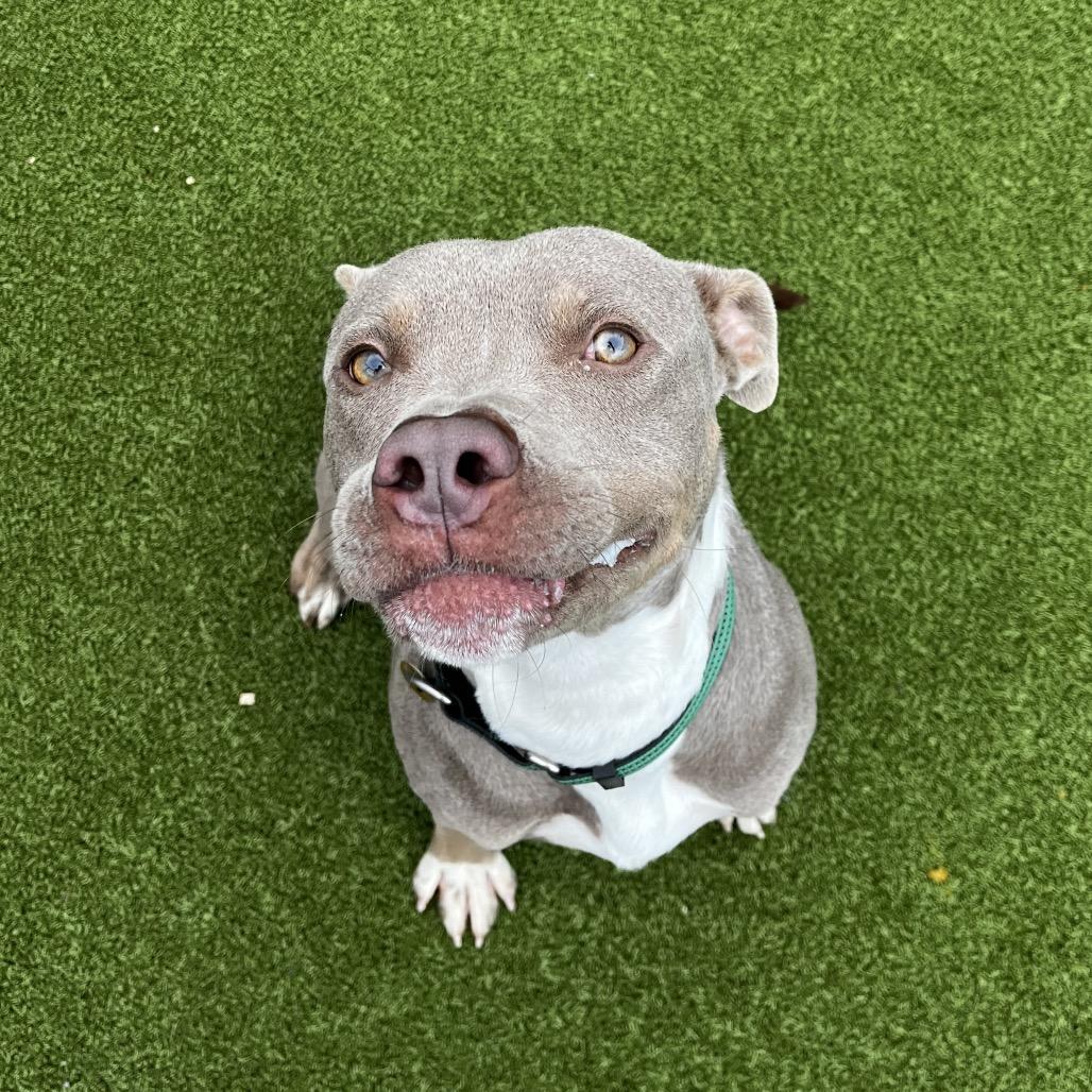 Krieg, Adoptable, Adult Male English Bulldog.