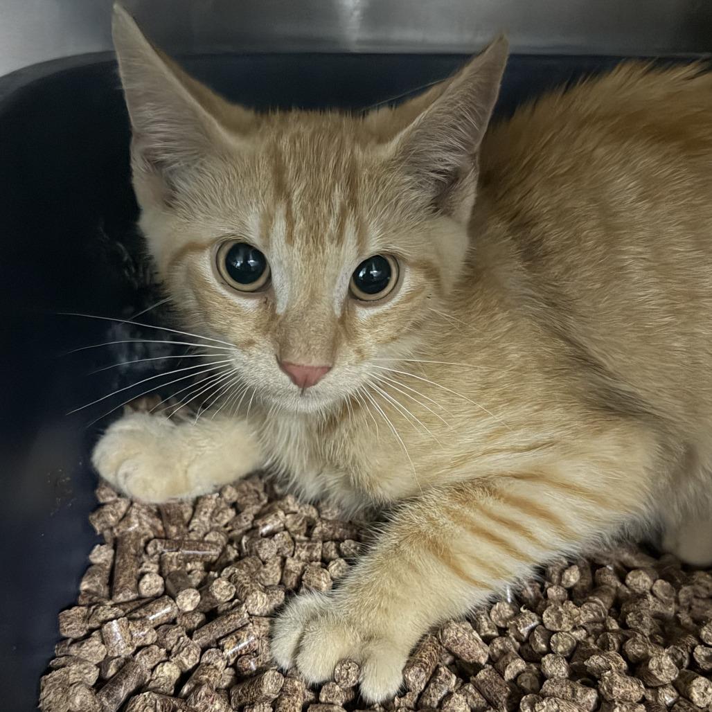 Enlarge Ledger, a Adoptable Domestic Short Hair in Marion, VA image 1/1