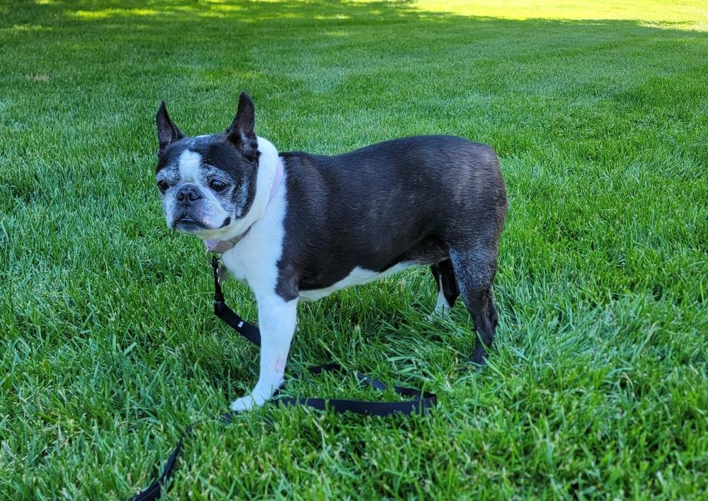 Kira, Adoptable, Senior Female Boston Terrier.